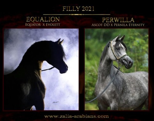 Foals 2021