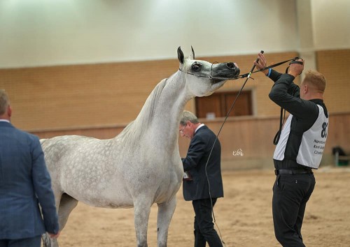 2022 POLISH NATIONAL ARABIAN HORSE SHOW