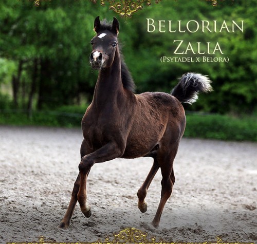 Bellorian Zalia