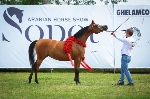 Sopot Arabian Horse Show 2021